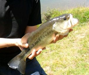 Largemouth Bass
