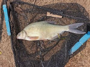 Common Bream