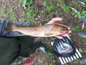 Brown Trout