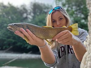 Brown Trout