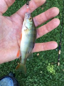 European Perch