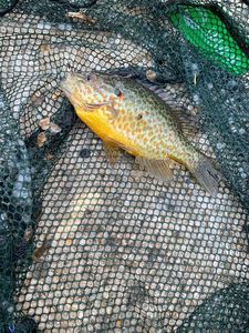 Green Sunfish