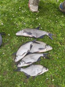 Common Bream