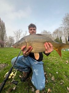 Common Carp