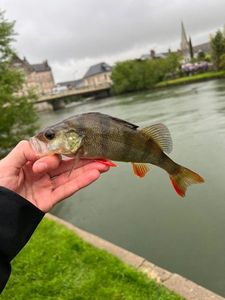 European Perch