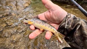 Brown Trout