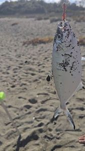 Leerfish (Garrick)
