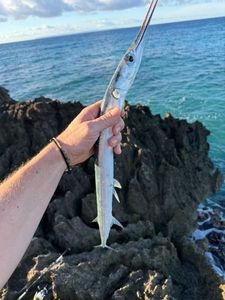 Garfish