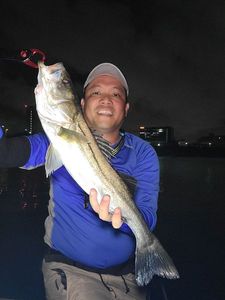 Japanese Seabass (Suzuki)