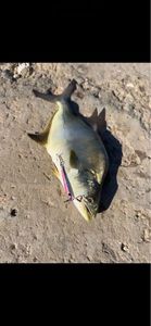 Leerfish (Garrick)