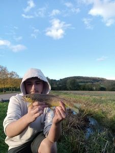 Brown Trout