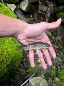 Brown Trout