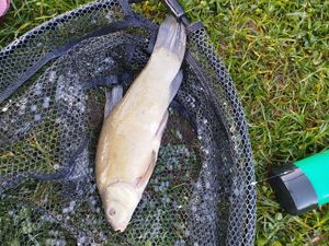 Tench