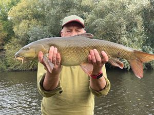 Barbel
