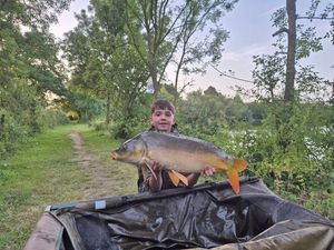 Mirror Carp