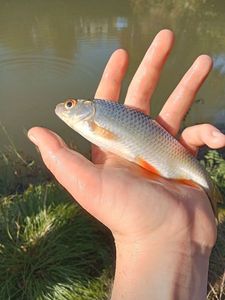 Chub