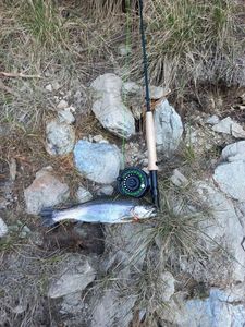 Rainbow Trout