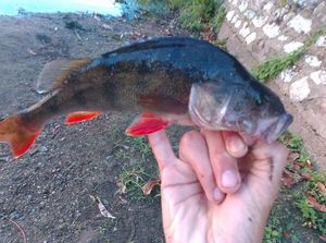 European Perch