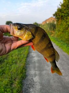 European Perch