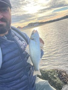 European Bass (Seabass)