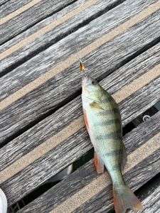 European Perch