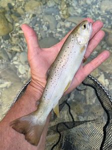 Brown Trout