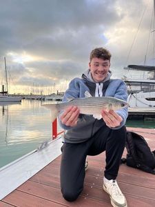 Thicklip Grey Mullet