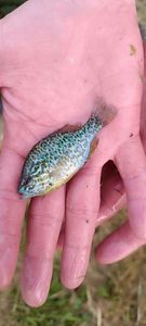 Green Sunfish