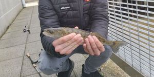 Zander