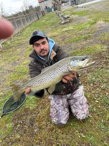 Brown Trout