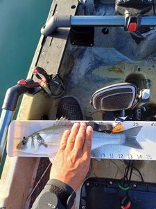 European Bass (Seabass)