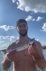 Mackerel