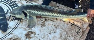 Beluga Sturgeon (European Sturgeon)