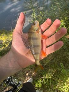 European Perch