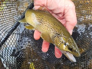 Brown Trout