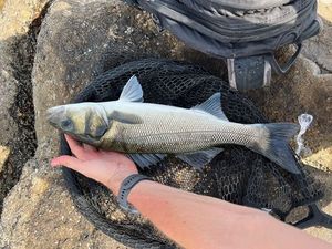 European Bass (Seabass)