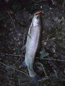 Rainbow Trout