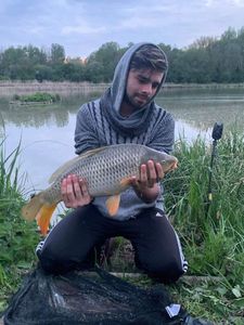 Common Carp