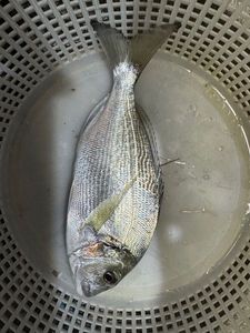 Gilthead Seabream