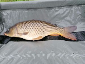 Common Carp