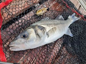 European Bass (Seabass)