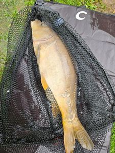 Leather Carp
