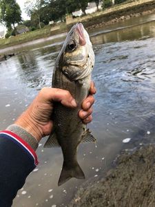 European Bass (Seabass)