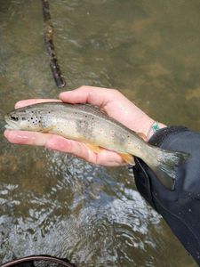 Brown Trout