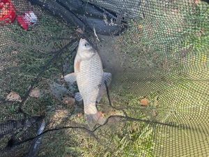 Crucian Carp
