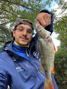 European Perch