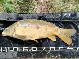 Mirror Carp