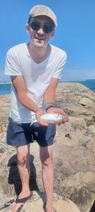 Cape Horse Mackerel
