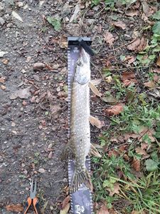 Amur Pike