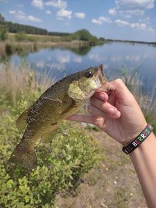 Largemouth Bass
